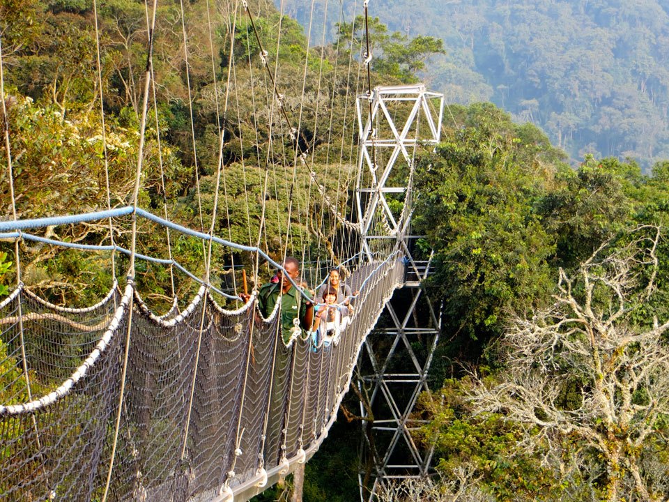 3 Days Chimpanzee Trekking in Nyungwe Forest