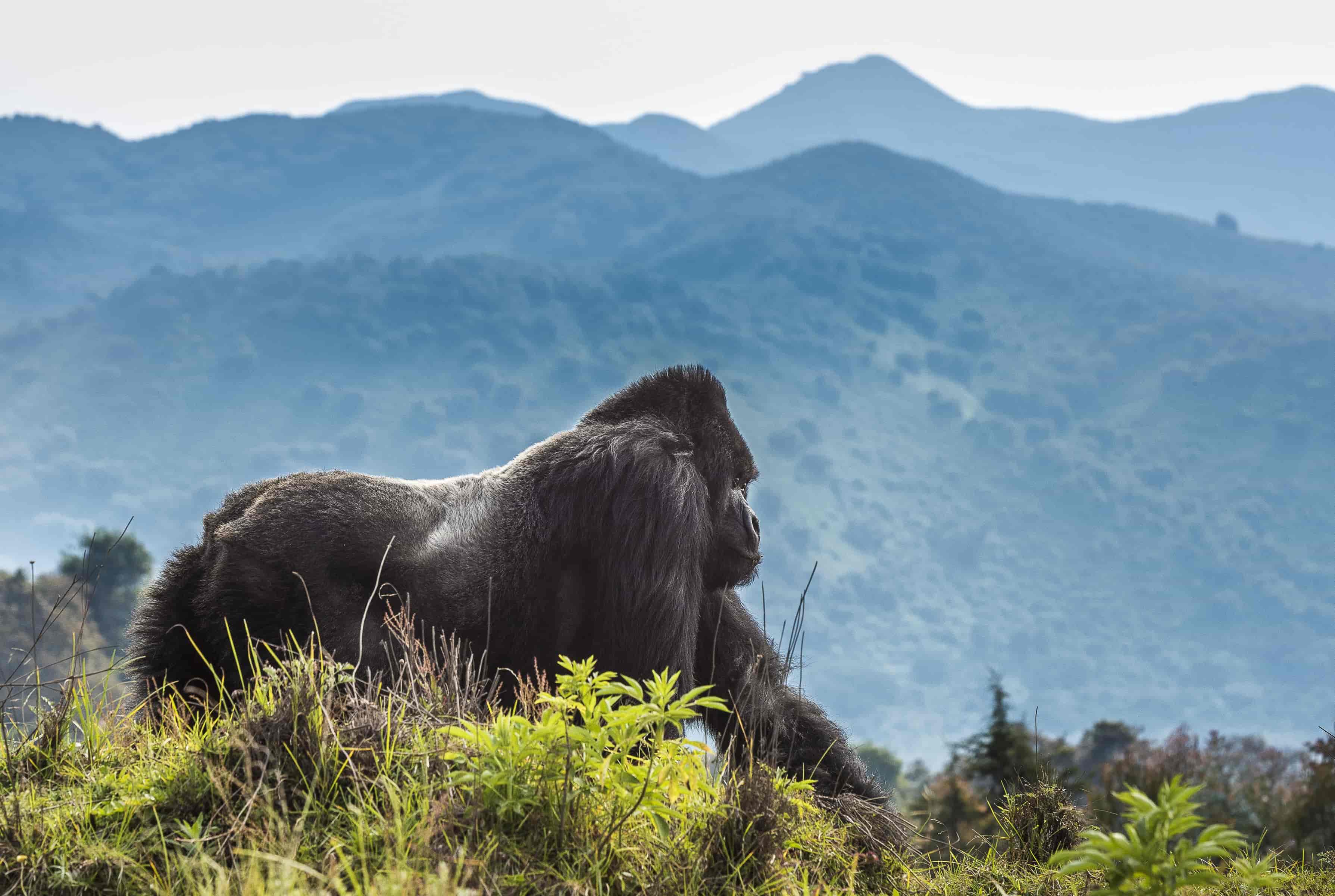 2 Days Kigali City Tour & Gorilla Trekking Rwanda